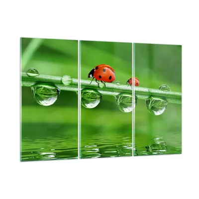 Produktbild von Bilder auf glas - Marienkäfer Wasser Grün Umwelt - 165x110cm - Glasbilder - Wandbilder - Kunstdruck - zum Aufhängen bereit - Wanddekoration aus Glas - Glas Bilder - Wandbild auf Glas - GCE165x110-2661
