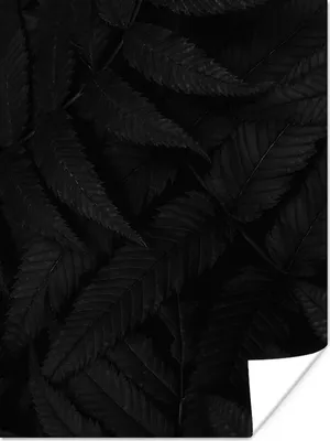 Produktbild von MuchoWow® Poster Blätter - Schwarz - Weiß - Pflanzen - Botanisch 90x120 cm - Wohnzimmer
