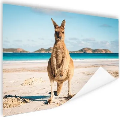 Produktbild von MuchoWow® Poster Känguru - Strand - Australien 120x80 cm - Bilder