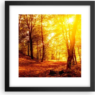 Produktbild von Gerahmtes Poster - Schwarzer Rahmen - Wald Baum Natur - 30x30 cm - Wand Bild - Wanddeko - Wandbilder - Kunstposter - Wandposter - Bilderrahmen - Bilder - Kunstdruck - Wandbild - P2BAC30x30-3722