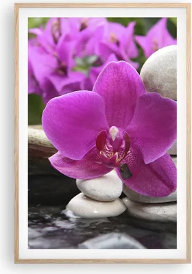 Produktbild von Gerahmtes Poster - Rahmen in heller Eiche - Orchidee Bambus Dekoration Spa - 61x91,5 cm - Wand Bild - Wanddeko - Wandbilder - Wandposter - Bilderrahmen - Bilder - Kunstdruck - Wandbild P2NPA61x91-2666
