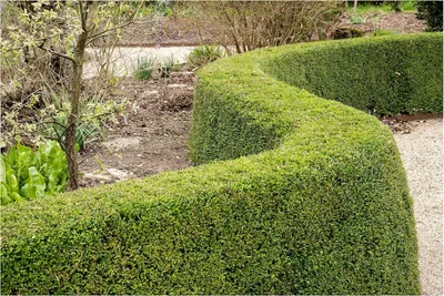 Produktbild von Stauden Gänge 50 x Lonicera nitida 'Elegant‘ - Heckenmyrthe - Feines Laub, das Struktur und Eleganz bringt - Heckenpflanze