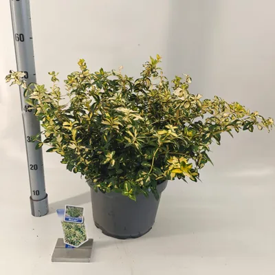 Immagine prodotto di Euonymus 'Blondy'® - Arbusto a fuso | 40-50 cm in vaso