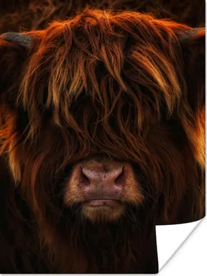 Produktbild von MuchoWow® Poster Schottischer Highlander - Kuh - Schwarz - Porträt 30x40 cm - Wandplakat - Poster Kinderzimmer