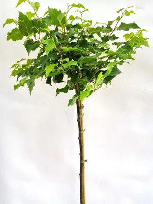 Obrázok produktu pre Lopta - Lipa 'Tilia Cordata Lico' vysoký kmeň 40 - 50 cm
