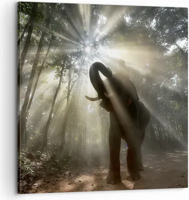 Produktbild von Bild auf Leinwand - Leinwandbild - Elefant Dschungel  - 60x60cm - Wand Bild - Wanddeko - Wandbilder - Leinwanddruck - Bilder - Kunstdruck - Wanddekoration - Leinwand bilder - Wandkunst - AC60x60-3835