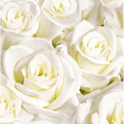 Produktbild von 12x Dunisoft-Servietten 40 x 40 cm  1/4 Falz White Dreams | Packung (60 Stück)