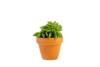 Obrázek produktu pro Gardners Peperomia Happy-Bean tanz, průměr 5,5 cm