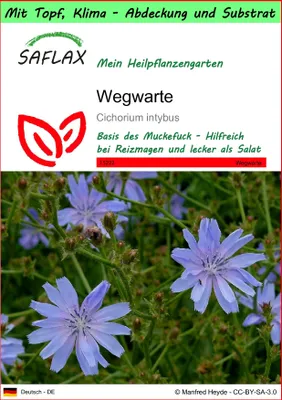 Produktbild von SAFLAX Garden to go - Wegwarte - Cichorium intybus - 250 Samen - Mit Topf, Klima - Deckel und Anzuchtsubstrat
