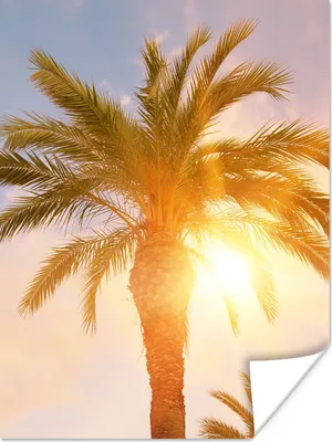 Produktbild von MuchoWow® Poster Palme - Sommer - Sonne - Tropisch 90x120 cm - Wohnzimmer