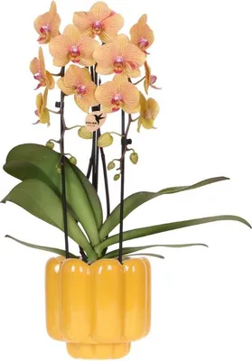 Obrázek produktu pro Žluto-růžová orchidej Sunny Bunny v retro květináči v okrové barvě, průměr 12 cm – kvetoucí pokojová rostlina přímo od pěstitele – dekorativní květináč v teplém stylu 70. let