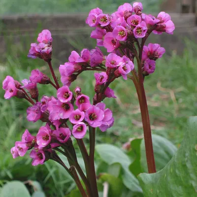 Obrázok produktu pre 6 x Bergenia cordifolia | Topf 9cm x 9cm