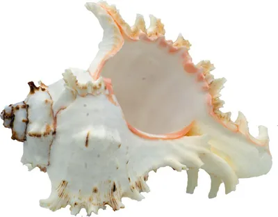 Produktbild von Echte Muschel Murex Ramosus 12-15 cm - Meeresschnecke