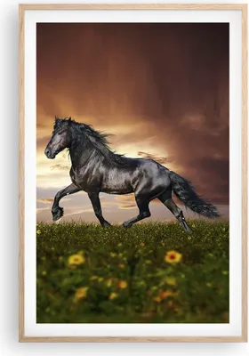 Produktbild von Gerahmtes Poster - Rahmen in heller Eiche - Pferd Tier Wiese - 61x91,5 cm - Wand Bild - Wanddeko - Wandbilder - Kunstposter - Wandposter - Bilderrahmen - Bilder - Kunstdruck - Wandbild P2NPA61x91-2608