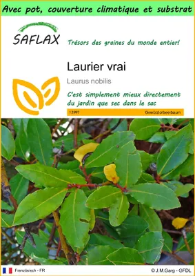 Image de SAFLAX Garden to go - Laurier vrai - 6 graines - Laurus