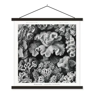 Produktbild von MuchoWow® Textilposter Kunst - Koralle - Ernst Haeckel - Alte Meister - Natur 90x90 cm mit schwarzem Rahmen - Magnetisches