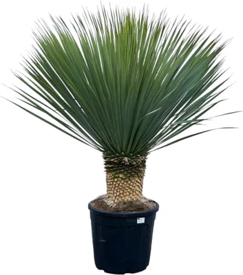 Image de Yucca Rostrata - pot de 45cm - hauteur de 140 cm environ