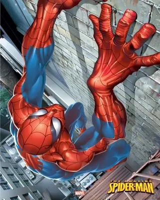 Produktbild von SPIDERMAN – Klettern – 40x51 cm – Poster
