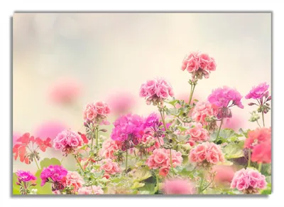 Produktbild von Wallario Premium Glasbild, freischwebende Optik, kräftige Farben, Größe 100 x 70 cm Motiv Zarte Blüten in Rosa