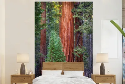 Obrázek produktu pro MuchoWow® Fototapety do obývacího pokoje nebo ložnice tapety vinylové motivy tapety Sekvojovec v lese 195x300cm