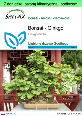 Zdjęcie produktu dla SAFLAX - Garden to go - Bonsai - Ginkgo - 4 Nasiona - Z doniczką, pokrywą klimatyczną i podłożem do uprawy - Ginkgo biloba