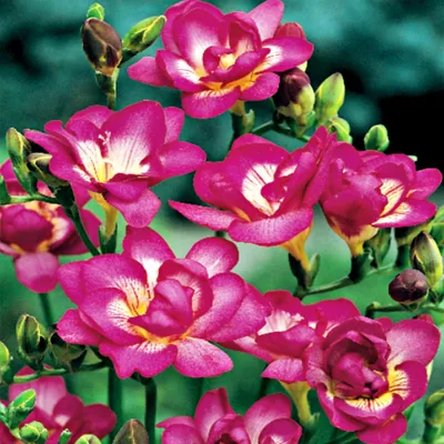 Produktbild von Zwiebel Blumenzwiebel Schnittpflanze Staudenbeet Gefüllte Freesie rosa 10 St.