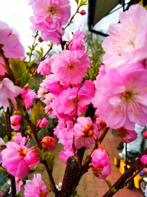 Image de Amandier Arbre d'ornement Rose Grand plant Décoration Décoration de jardin