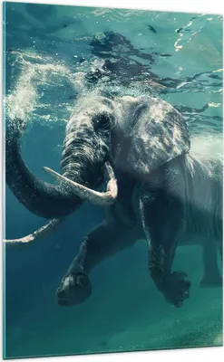 Produktbild von Bilder auf glas - Einteilig - Elefant Tier Wasser - 70x100cm - Glasbilder - Wandbilder - Bilder - zum Aufhängen bereit - Wanddekoration aus Glas - Glas Bilder - Wandbild auf Glas - GPA70x100-3944