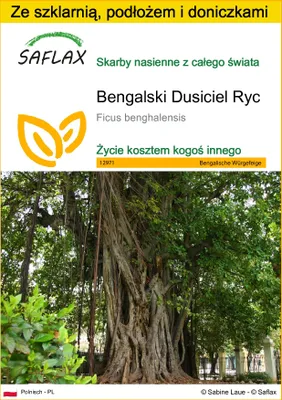 Zdjęcie produktu dla SAFLAX - Zestaw do uprawy - Bengalski Dusiciel Ryc - 20 Nasiona - Z mini szklarnią, podłożem uprawowym i 2 doniczkami - Ficus benghalensis