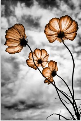 Produktbild von MuchoWow® Poster Blumen - Braun - Schwarz - Weiß 120x180 cm - Kunstposter