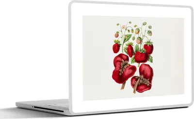 Produktbild von MuchoWow® Laptop Aufkleber Sticker Cover Erdbeere - Lebensmittel - Pflanze 25x18 cm - Laptop-Deko