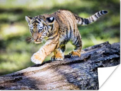 Produktbild von MuchoWow® Poster Tiger - Junge - Baum 40x30 cm - Plakate für die Wände - Poster Wohnzimmer