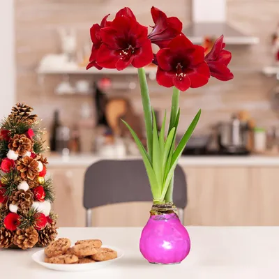 Obrázek produktu pro Amaryllis vosková, růžová - 2 cibule amaryllisu voskového - Velká cibule amaryllisu voskového (28/30) - Skutečné rostliny z Holandska - Hippeastrum (žádná semena, ne umělá)