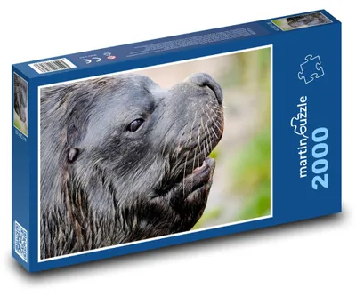 Zdjęcie produktu dla martinpuzzle - Puzzle 2000 - Lachtan - szelma, płetwonogie