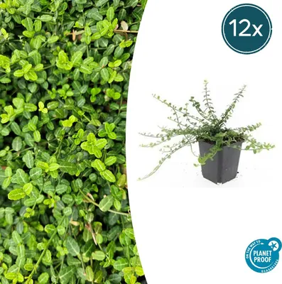 Produktbild von Bodendecker - Kriechspindel - Euonymus fortunei 'Minimus' - 9cm Topf - Set mit 12 Pflanzen