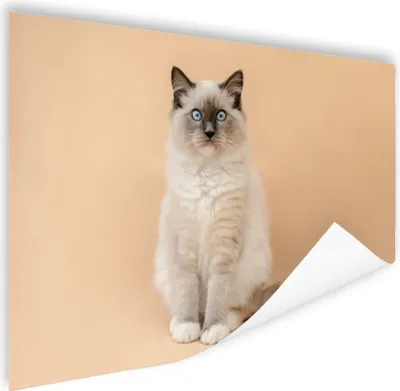 Produktbild von MuchoWow® Poster Katze - Siamese - Porträt - Mädchen - Kinder - Jungen - Kinder 180x120 cm - Fotoplakat