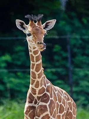 Immagine prodotto di Giraffe - 500 Teile (Puzzle)