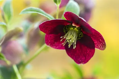 Produktbild von Helleborus x orientalis, rot, ca. 9x9 cm Topf