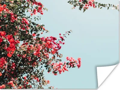 Produktbild von MuchoWow® Poster Blumen - Luft - Rosa 120x90 cm - Wandbild