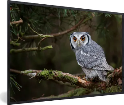 Produktbild von MuchoWow® Gerahmtes Poster Eule - Vogel - Äste - Natur 60x40 cm - Poster mit Schwarzem Bilderrahmen Wandposter Rahmen Foto Bilder - Printing - Wanddeko Schlafzimmer