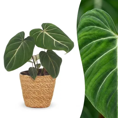 Image de Philodendron Gloriosum - Philodendron « Glorie » - avec panier - 25cm - Ø12cm