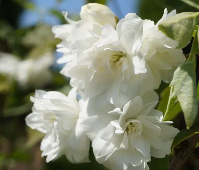Produktbild von Bauern-Jasmin `Schneesturm´ Frühblüher