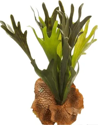 Produktbild von Emerald Künstlicher Hirschhornfarn, 38 cm – hochwertige Kunstpflanze, langlebig und farbecht