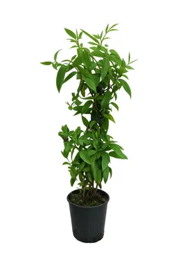 Produktbild von Echtes immergrünes Geißblatt 60-80 cm Lonicera henryi- Jelängerjelieber