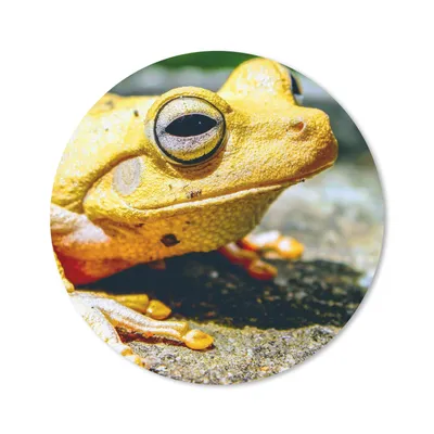 Produktbild von MuchoWow® Mauspad Mousepad Gelber Frosch auf dem Boden sitzend 20x20 cm - Mousepads - Maus Mat - Pad - Mausunterlage - Schreibtischmatte