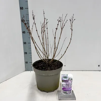 Image de Syringa meyeri Flowerfesta® Purple (« Anny200809 » PBR) - Lilas noble | 60-70 cm en pot