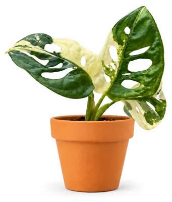 Obrázok produktu pre Monstera adansonii 'Variegata' od spoločnosti Gardners, priemer 6 cm