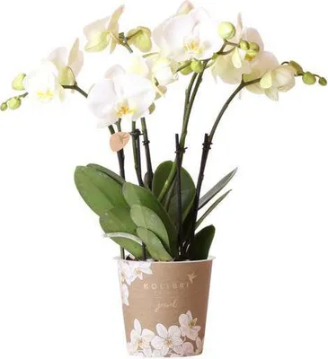 Obrázek produktu pro Bílá orchidej Phalaenopsis Juwel Gent - kvetoucí pokojová rostlina, prumer