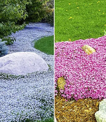 Produktbild von BALDUR Garten 6er Set Winterhart Bodendecker-Kollektion pink und blau, Pflanzen im 9x9 cm-Topf, 3x Isotoma Blue Foot® und 3x Teppichphlox Emerald Pink, winterharte Stauden, mehrjährig, blühend