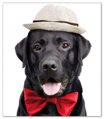 Produktbild von Wallario Herdabdeckplatte aus Glas, Größe 52 x 60 cm 1-teilig, Motiv Schwarzer Labrador Retriever mit roter Fliege und Mütze